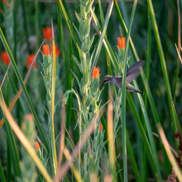 Hummingbird eating from a flower.